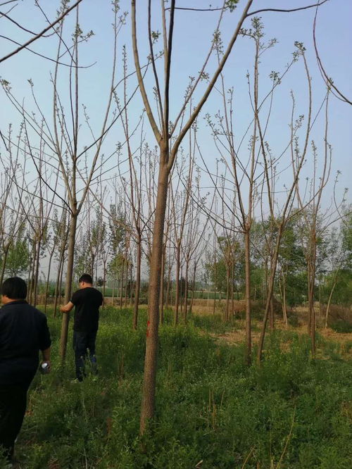 芜湖市金枝槐价格