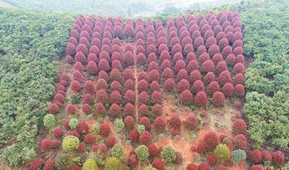 超美!浏阳这个镇竟种出了一片彩色森林