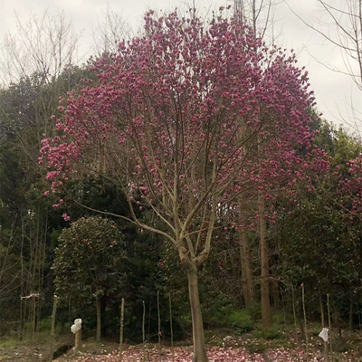 苗圃基地直销红花玉兰树 行道绿化园林五峰玉兰 市政工程花卉苗木玉兰