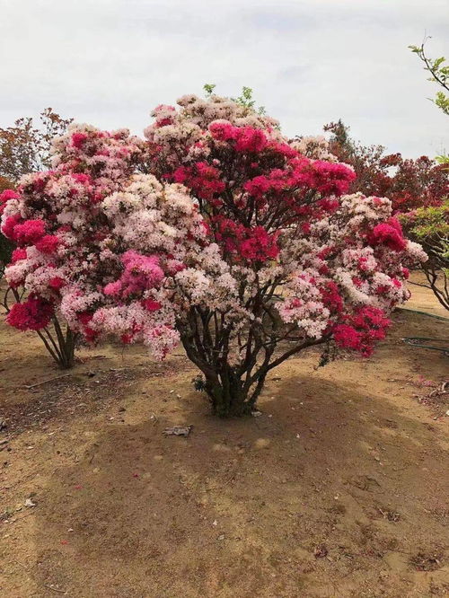 花卉苗木产业数字化进程中诞生的一匹 黑马 金华花木