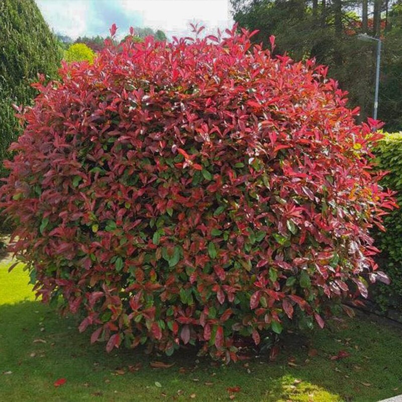 致荟树 红叶石楠树苗花卉室外园林绿化花苗南方北方常绿风景四季青树苗木庭院室外常青 红叶石楠20-30高20棵