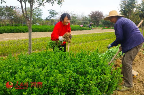 河南光山 种植苗木花卉富全村 组图