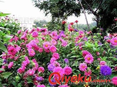 供应优质种子 花木种子 皂角种子 花卉种子批发图片|供应优质种子 花木种子 皂角种子 花卉种子批发产品图片由沭阳县绿帆苗木园艺场公司生产提供-