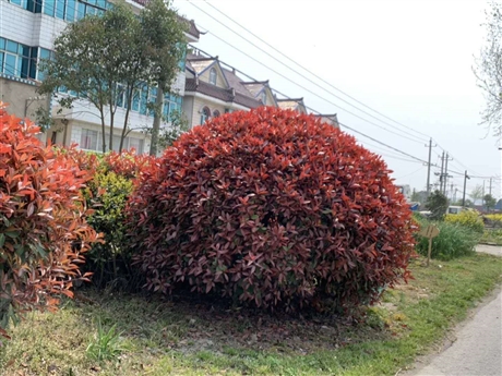 弶兴园林地被苗木花卉红叶石楠球培育基地 批发红叶石楠 园.