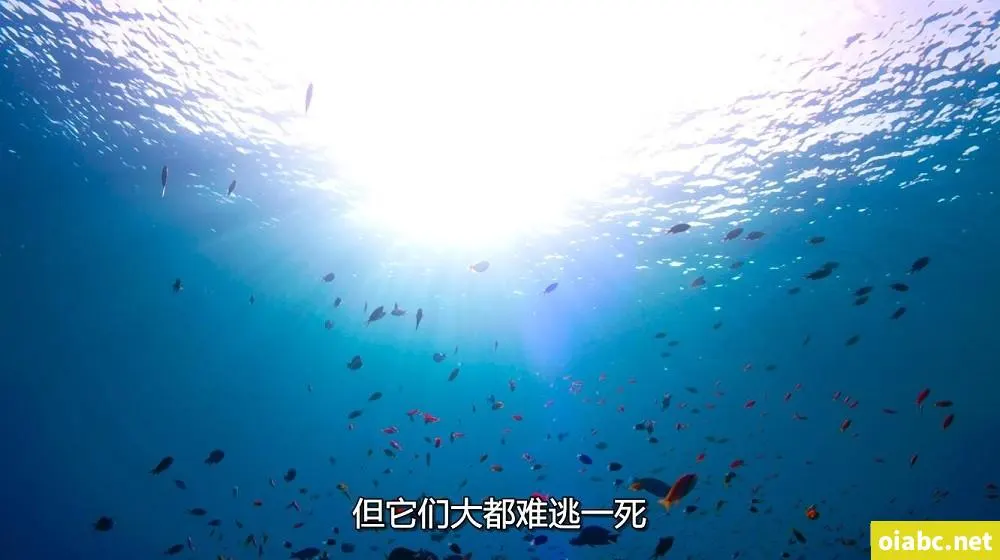 free性黑人剧照1