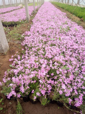 青州周氏兄弟花卉苗木 芝樱苗 宿根花卉 基地直供